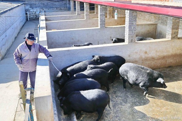 速配资 藏香猪适合山东地区养殖吗？